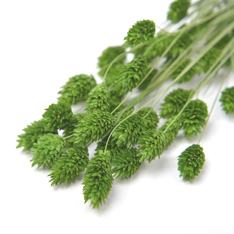 フロールエバー ドライフラワー ファラリス ドライ グリーン FLDR0016-800 1束(ご注文単位1束)【直送品】