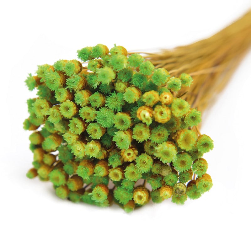 フロールエバー ドライフラワー ジャジルダ ドライ ライトグリーン FLDR0017-770 1束(ご注文単位1束)【直送品】