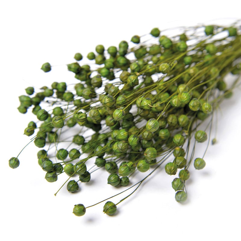 フロールエバー ドライフラワー リンフラワー ドライ グリーン FLDR0023-800 1束(ご注文単位1束)【直送品】