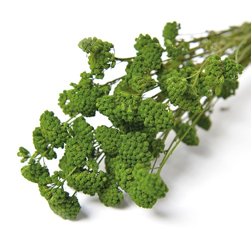 フロールエバー ドライフラワー アキレア ドライ グリーン FLDR0024-800 1束(ご注文単位1束)【直送品】