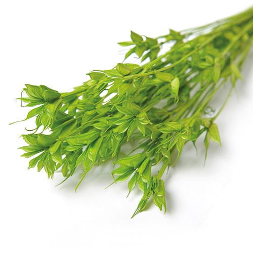 フロールエバー ドライフラワー ニゲラ ドライ ライトグリーン FLDR0025-770 1束(ご注文単位1束)【直送品】