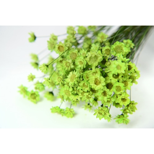 フロールエバー ドライフラワー グリクシア ドライ ライトグリーン FLDR0013-770 1束(ご注文単位1束)【直送品】