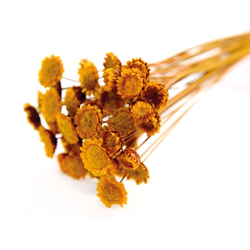 フロールエバー ドライフラワー　マーガレット　ドライ マスタードイエロー FLDR0015-750 1束（ご注文単位1束）【直送品】