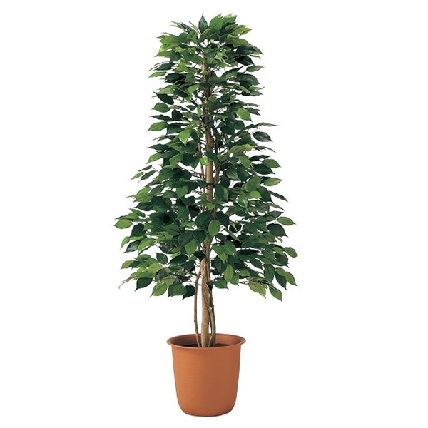 アルファ ベンジャミンツリー TI8-0231 1個（ご注文単位1個）【直送品】