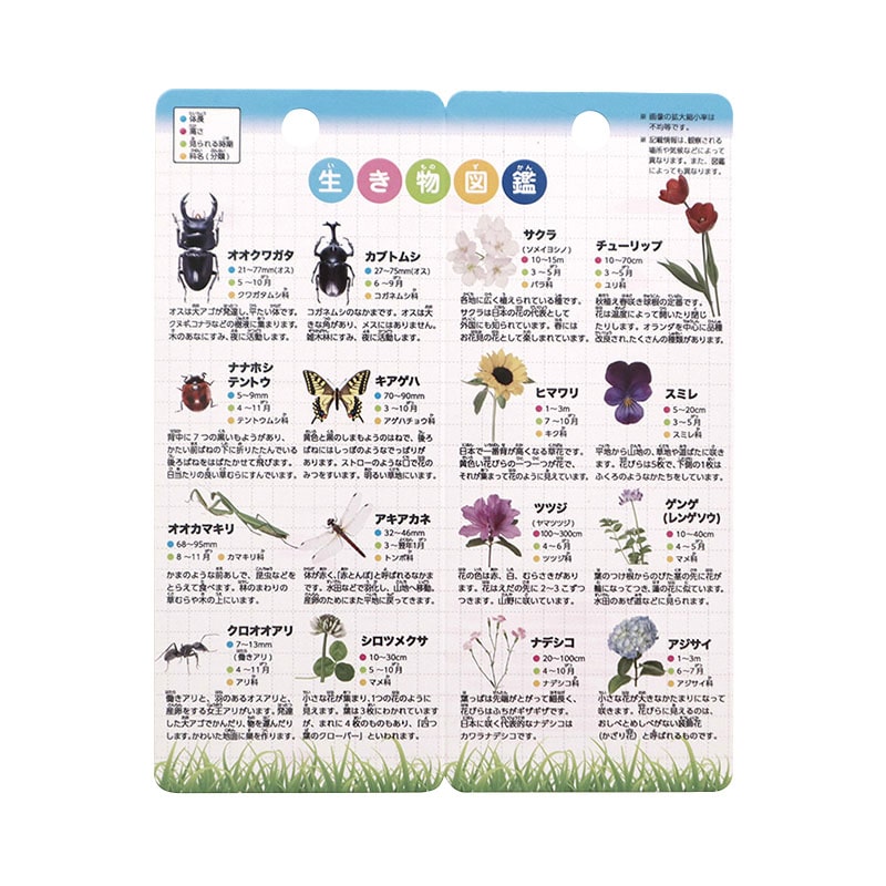 クツワ 学童むしめがね　MG002BL 55mm ブルー 1個（ご注文単位5個）【直送品】