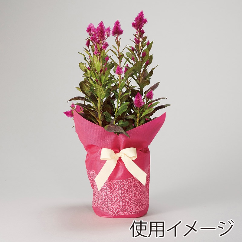 アラベスクローズリボン Rose Lace Ribbon Comb (2018) by Baby, the Stars Shine Bright