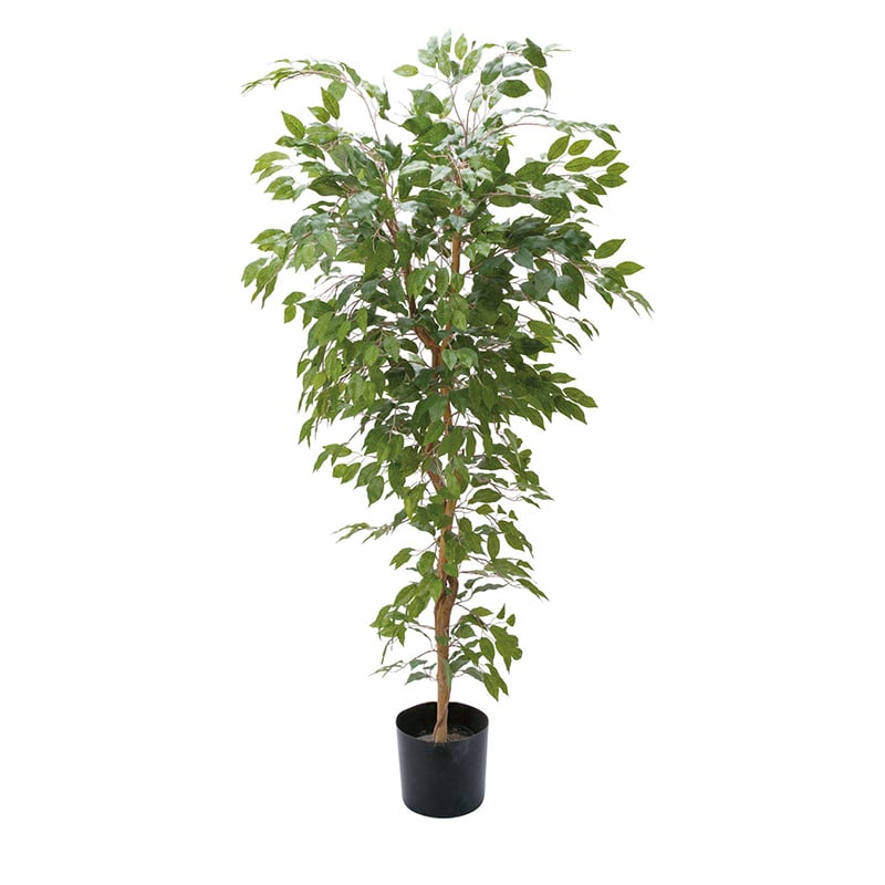 ポピー 造花 ベンジャミンフィカス 1.8m GLP-1290 1個(ご注文単位1個)【直送品】