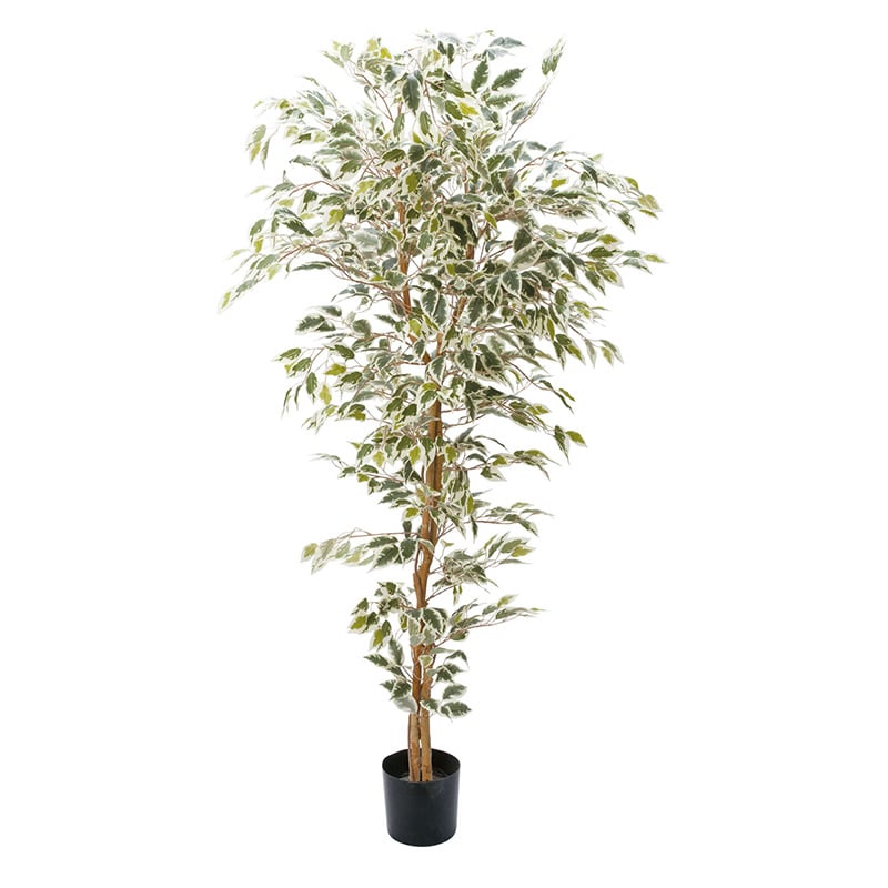 ポピー 造花 ベンジャミンフィカスハワイアン 1.8m GLP-1310 1個(ご注文単位1個)【直送品】