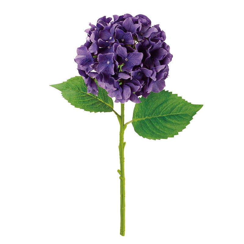 紫陽花　アフロ抜き苗１本コメントページ 紫陽花 あじさい ディープレッド 5号ポット苗 : 苗木部 花ひろば
