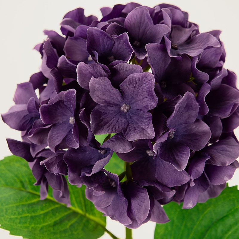 【専用商品】　アジサイ　リクエストアソート　紫陽花 楽天市場】母の日 プレゼント 花 ギフト 鉢植え アジサイ 華やか