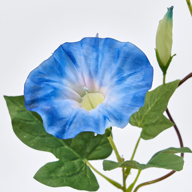 朝顔の五弁花のような開口のレトロな氷カップ（大正～昭和初期） 朝顔の五弁花のような開口のレトロな氷カップ（大正～昭和