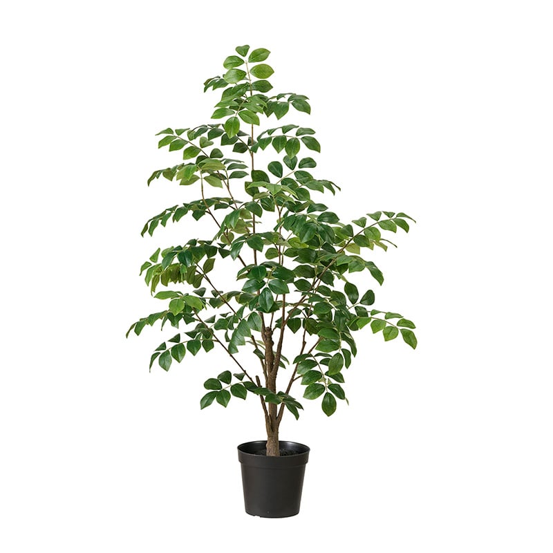 トコシエコウの花畑 566 330 ポット発送メルカリ便 トコシエコウの花畑 566 330 ポット発送メルカリ便 トコシエコウの花畑