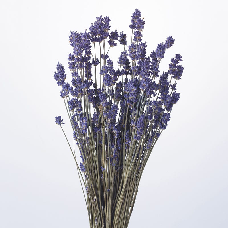 ラズベリー17mm   黒　1袋　大地農園 大地農園・ブラックベリーN | プリザーブドフラワーKnext