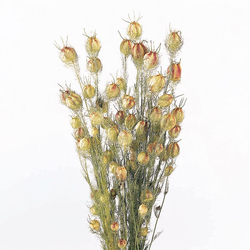 大地農園 ナチュラルドライフラワー フーセンポピー 10060-020 1束(ご注文単位1束)【直送品】