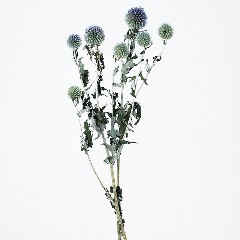 大地農園 ナチュラルドライフラワー ルリ玉アザミ 10280-000 1束(ご注文単位1束)【直送品】