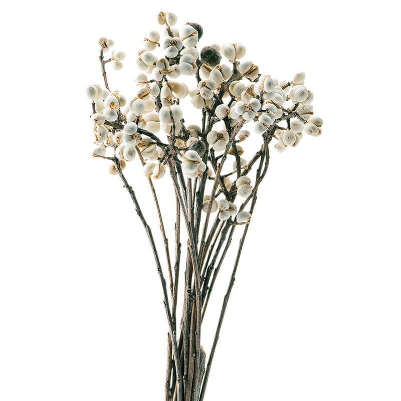 大地農園 ナチュラルドライフラワー ナンキンハゼ 小 22231-000 1束(ご注文単位1束)【直送品】