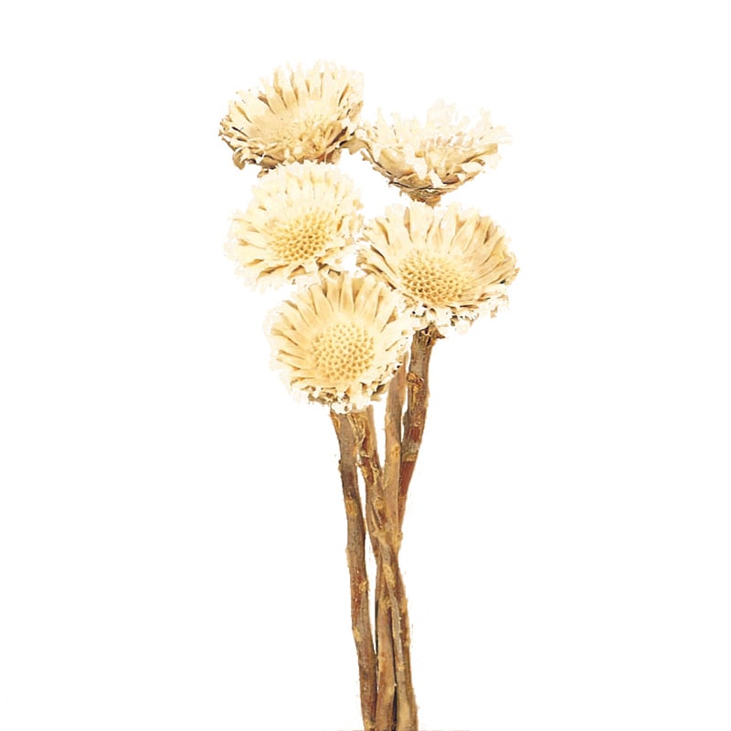 大地農園 ワイルドフラワー コンパクター 40240-011 白 1束(ご注文単位1束)【直送品】