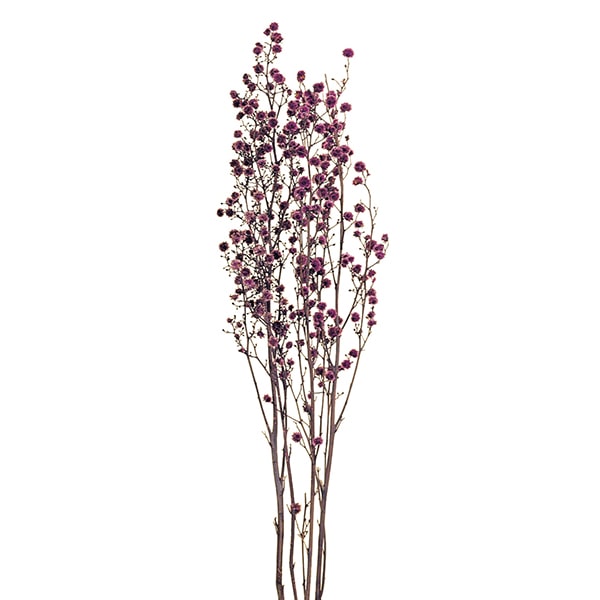 大地農園 カラードライフラワー スターリンジャー 40400-400 パープル 1束(ご注文単位1束)【直送品】