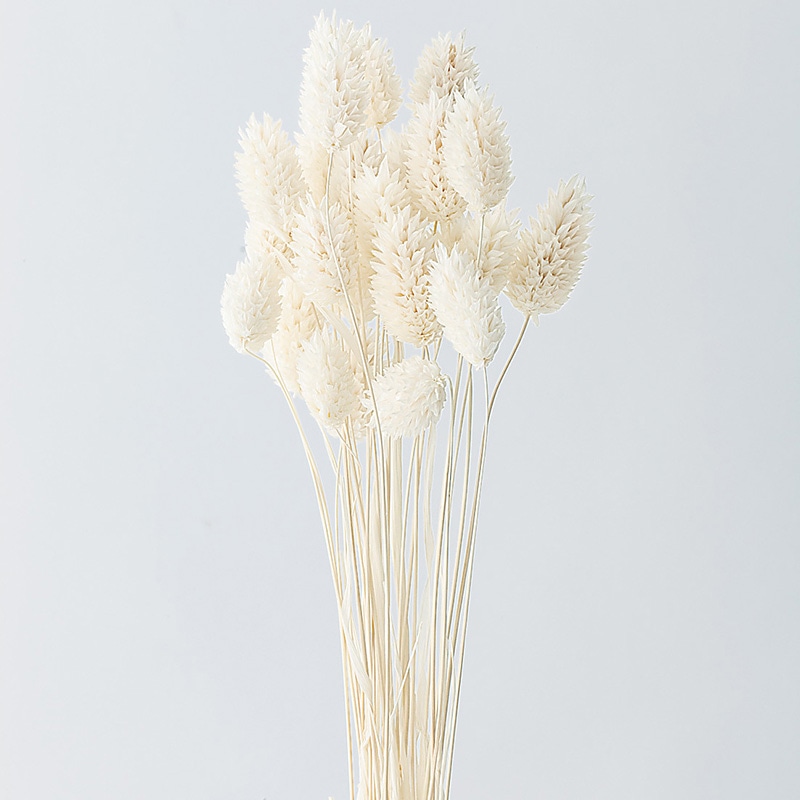 大地農園 カラードライフラワー ポアプランツ 42020-011 白 1束(ご注文単位1束)【直送品】