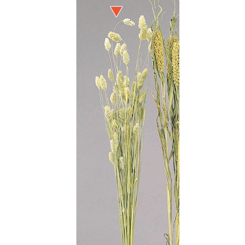 大地農園 ナチュラルドライフラワー ポアプランツ 42020-020 1束(ご注文単位1束)【直送品】