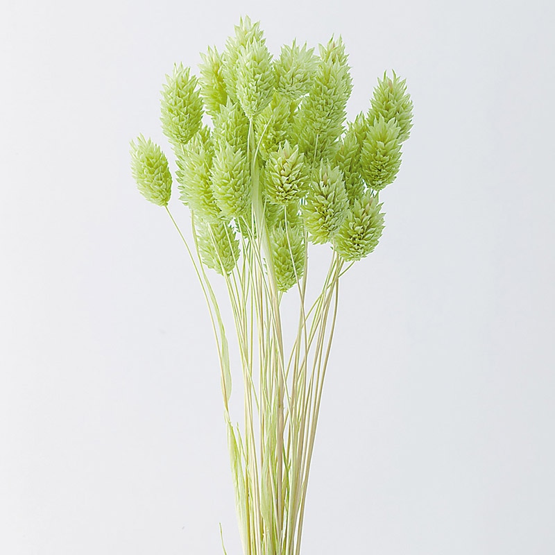 大地農園 カラードライフラワー ポアプランツ 42020-741 マスカットグリーン 1束(ご注文単位1束)【直送品】