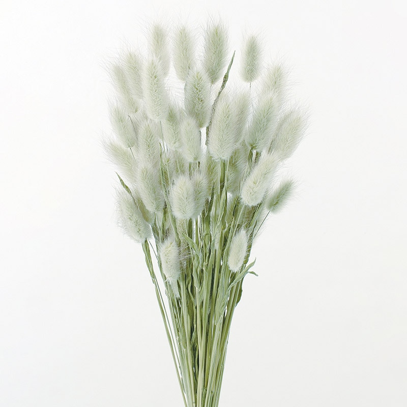 大地農園 ナチュラルドライフラワー ラグラス 42050-020 1束(ご注文単位1束)【直送品】