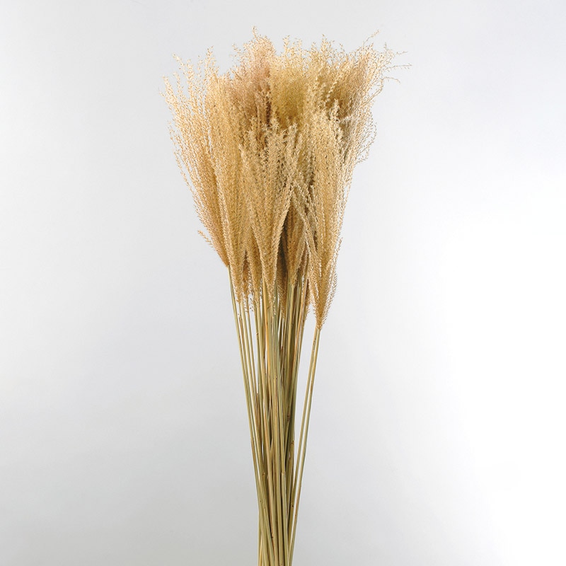 専用＊ Jumbo bottleドライフラワーボトル　 パンパスツリー パンパスグラス系|ドライフラワー穂物 通販 - はなどんやアソシエ