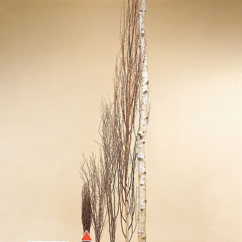 大地農園 デザインパーツ 白樺小枝 1m 52571-000 1本（ご注文