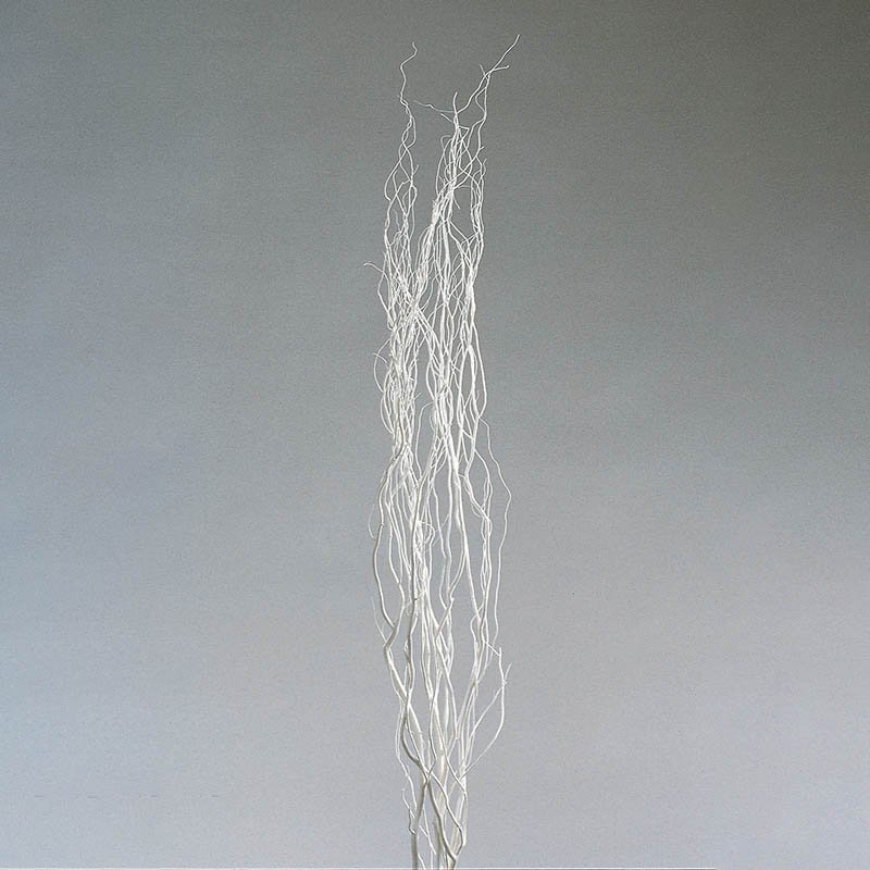 大地農園 ドライ ウンリュウ柳 1.3m 52331-011 白 1袋（ご注文