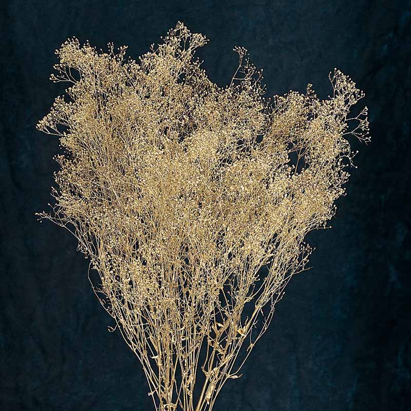 SS様ご予約品です☆ モリソニア　＊パープル/グリーン　大地農園 SS様ご予約品です☆ モリソニア ＊パープル/グリーン 大地農園