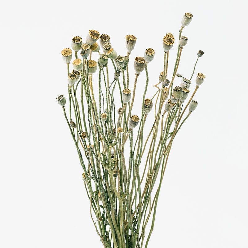 大地農園 ナチュラルドライフラワー シャーリーポピー 10600-000 1束(ご注文単位1束)【直送品】