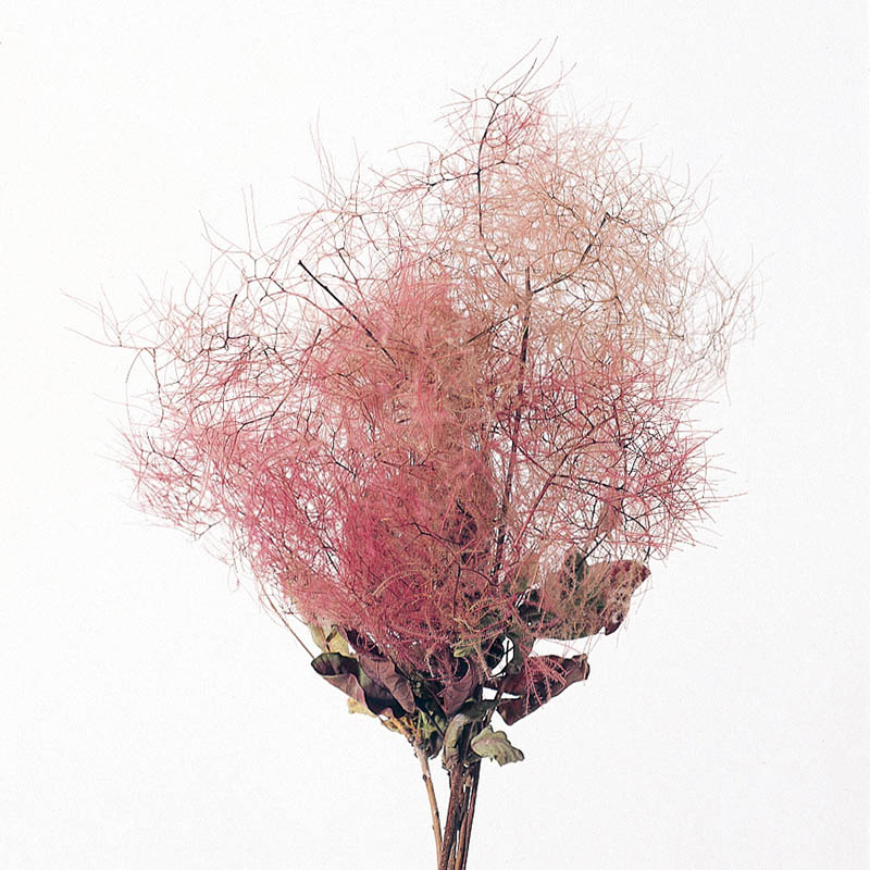 大地農園 プリザーブドフラワー ソフトスモークツリー 01600-100