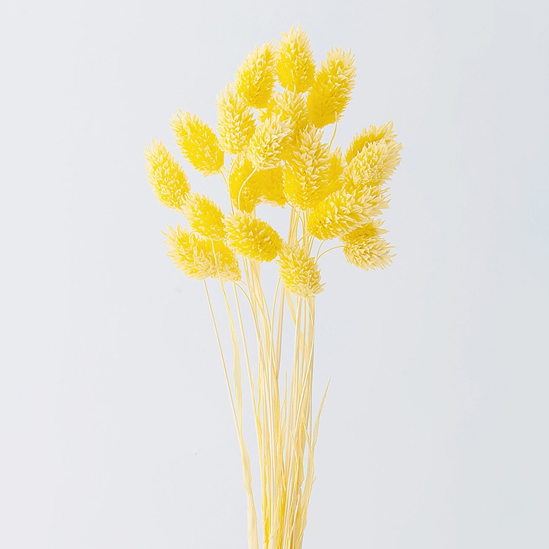 大地農園 カラードライフラワー ポアプランツ 42020-501 パステルイエロー 1束(ご注文単位1束)【直送品】