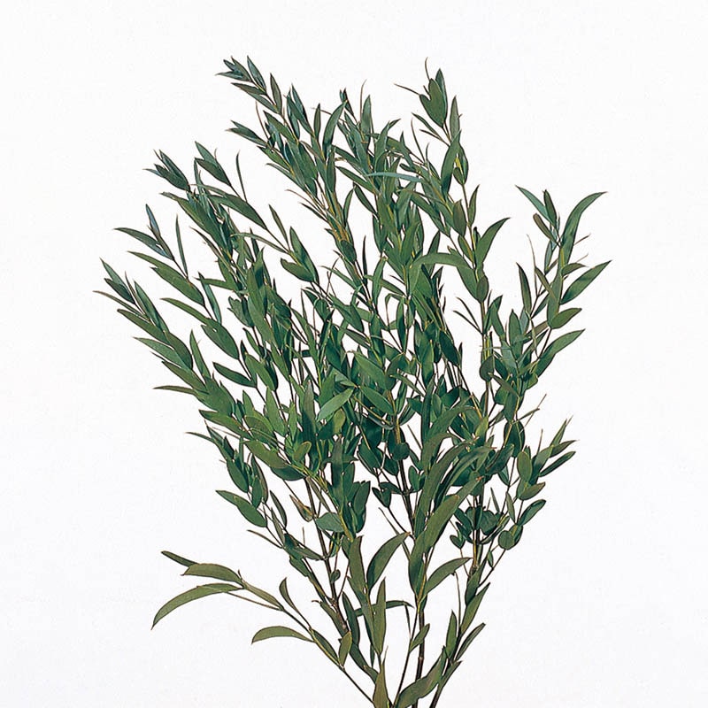 大地農園 プリザーブドグリーン ソフト小葉ユーカリ 01790-700