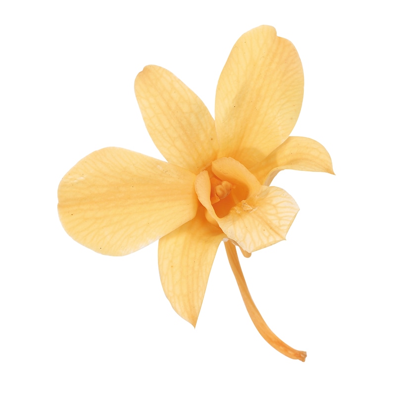 期間限定値下げ！早い者勝ち！　ＦＬＯＲＡＥ　ＪＡＰＯＮＩＣＡＥ　ＦＡＭＩＬＩＡＥ 楽天市場】【選べる1～36個セット】Growth Height Ex Plus 何歳