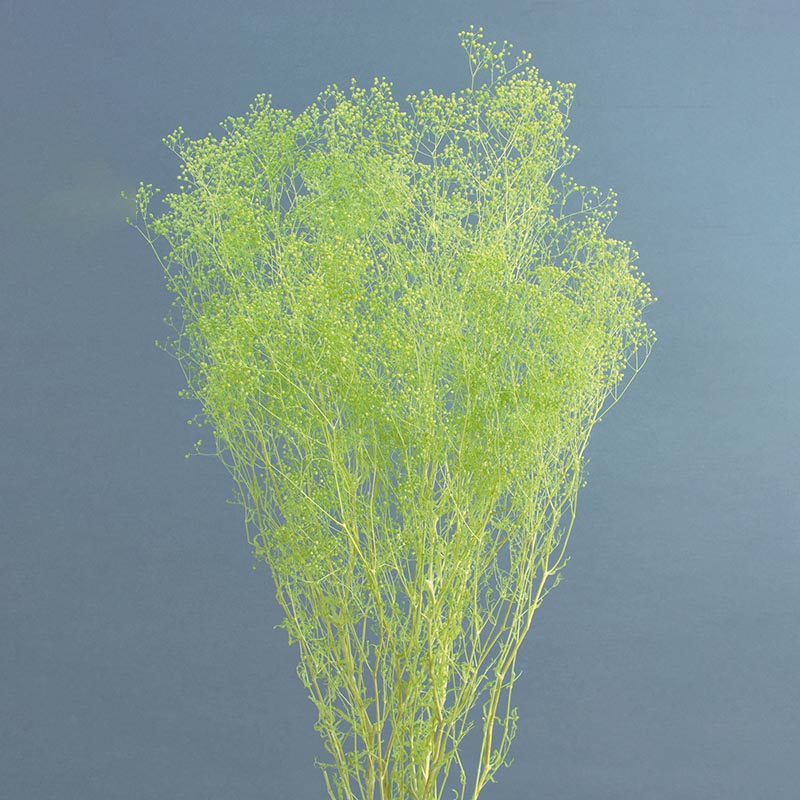 プリザーブドフラワー かすみ草の通販ならシモジマ【公式】