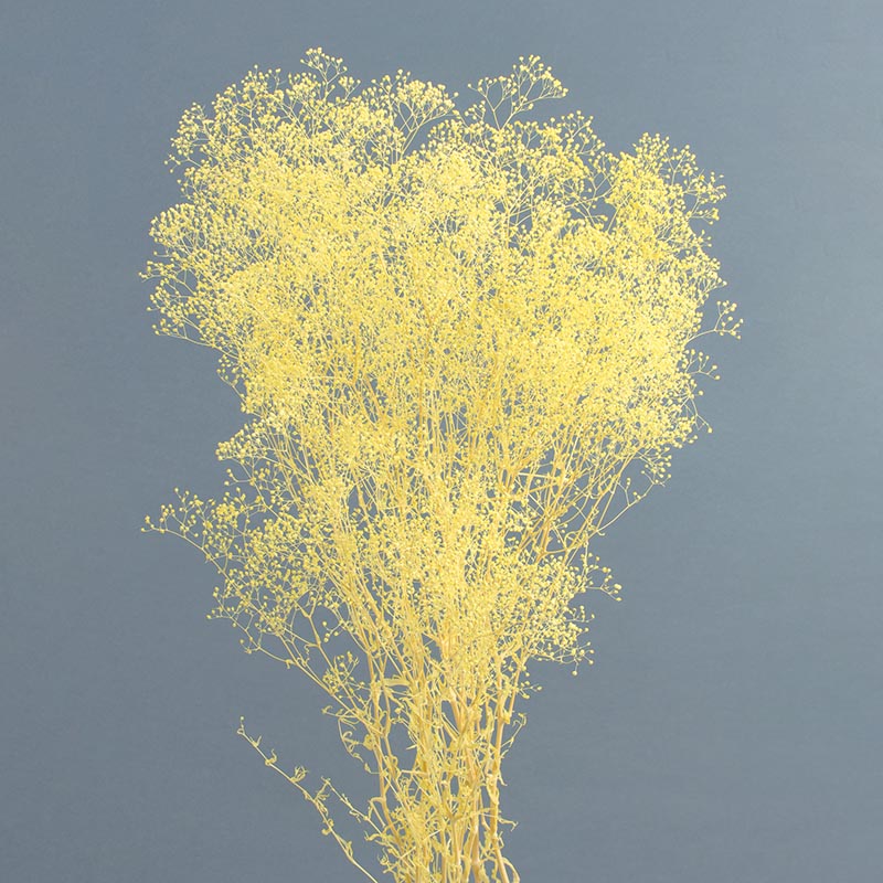 かすみ草ページ２ プリザーブドフラワー かすみ草の通販ならシモジマ【公式】