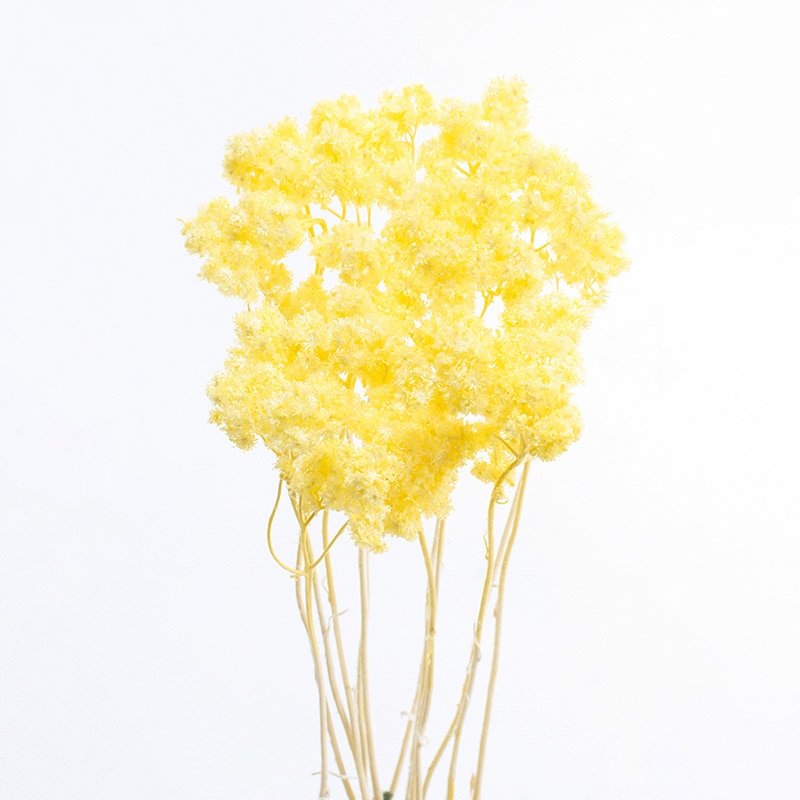 大地農園 カラードライフラワー クリスパム 30140-541 エンジェルイエロー 1個(ご注文単位1個)【直送品】