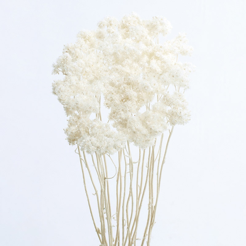 大地農園 カラードライフラワー クリスパム 30140-011 白 1個(ご注文単位1個)【直送品】