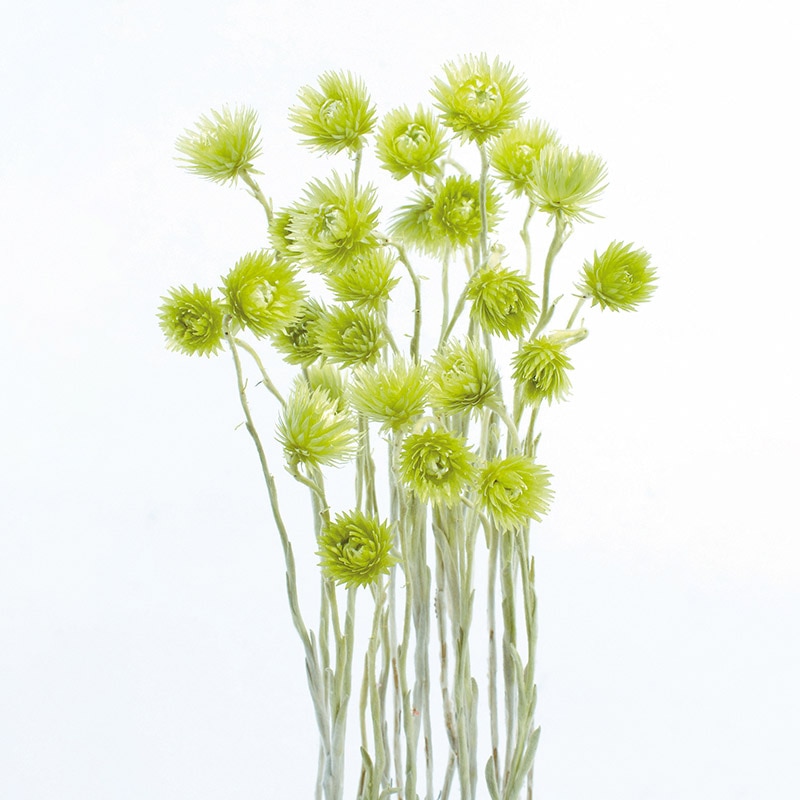 大地農園 カラードライフラワー ミニシルバーデージー 32001-740 エンジェルグリーン 1本(ご注文単位1本)【直送品】
