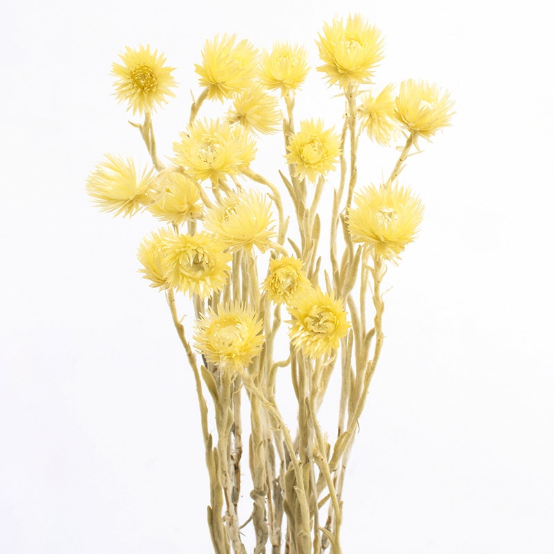 大地農園 カラードライフラワー ミニシルバーデージー 32001-540 エンジェルイエロー 1束(ご注文単位1束)【直送品】