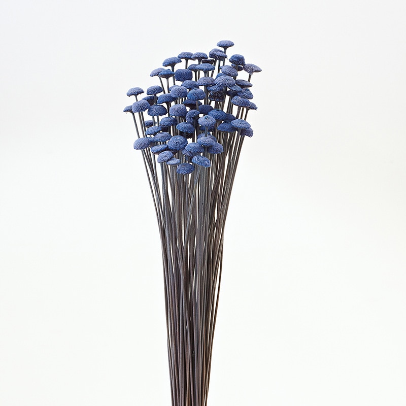 大地農園 カラードライフラワー ボタンフラワー 30160-600　ロイヤルブルー 1束（ご注文単位1束）【直送品】