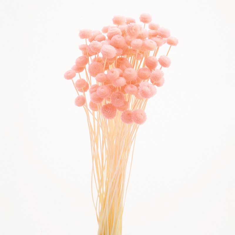 大地農園 カラードライフラワー アマレリーフラワー 30180-101 ピンク 1袋(ご注文単位1袋)【直送品】