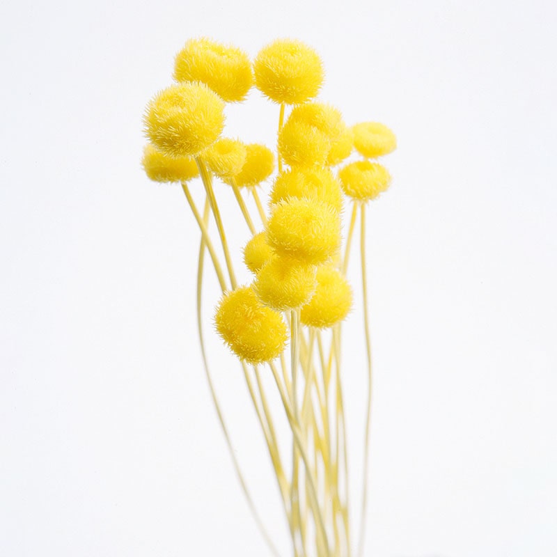 大地農園 カラードライフラワー アマレリーフラワー 30180-501 イエロー 1袋(ご注文単位1袋)【直送品】