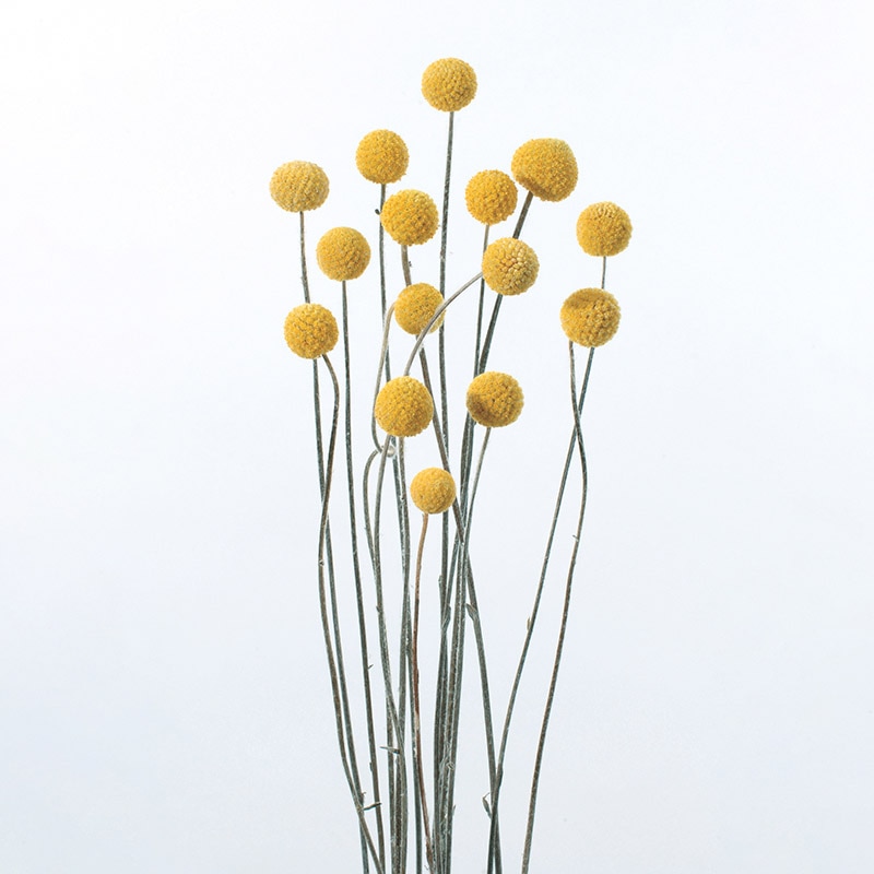 大地農園 ナチュラルドライフラワー ビリーボタン　サイズミックス 40292-000 1束（ご注文単位1束）【直送品】