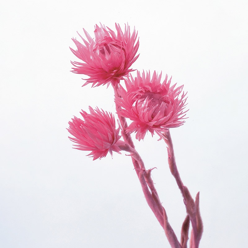 大地農園 カラードライフラワー ミニシルバーデージー 32001-210 フランボワーズ 1束(ご注文単位1束)【直送品】