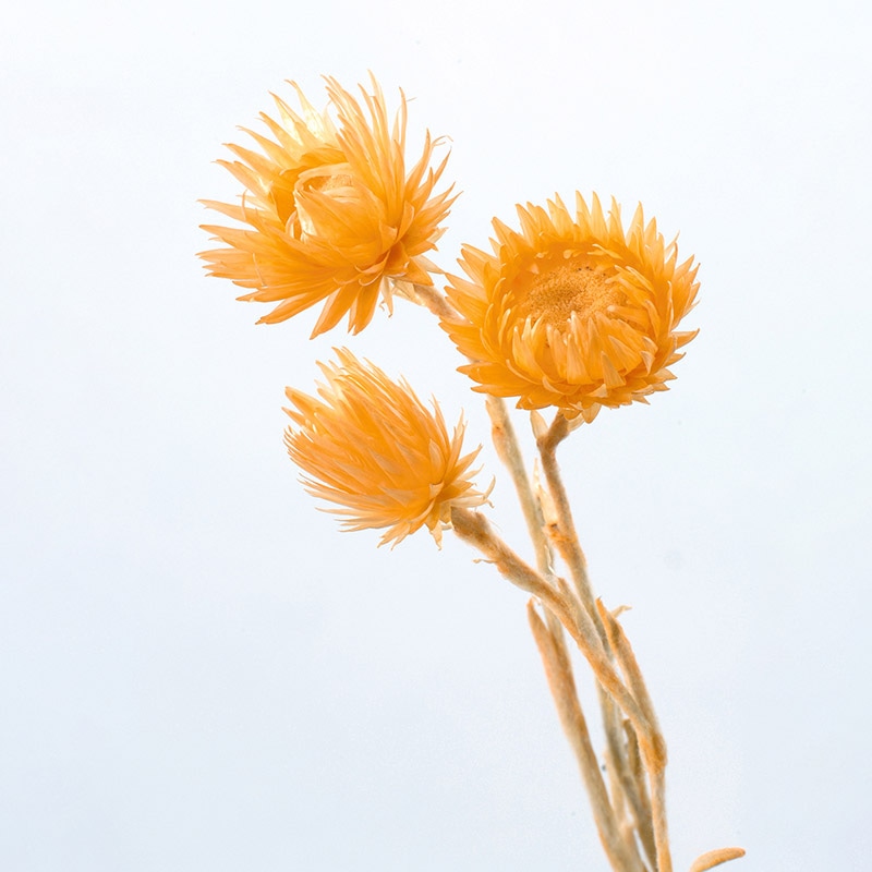 大地農園 カラードライフラワー ミニシルバーデージー 32001-390 アプリコット 1束(ご注文単位1束)【直送品】