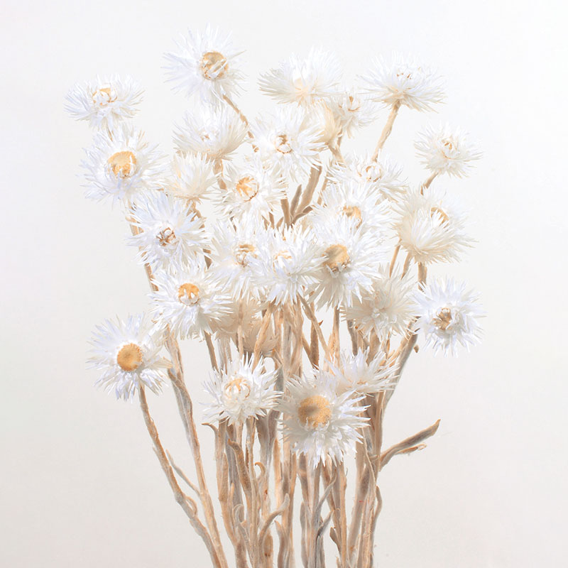 大地農園 カラードライフラワー ミニシルバーデージー 32001-011 白 1束(ご注文単位1束)【直送品】