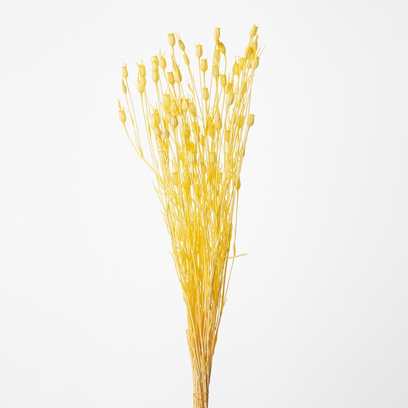 大地農園 カラードライフラワー フローレンティナ 50510-501　イエロー 1束（ご注文単位1束）【直送品】