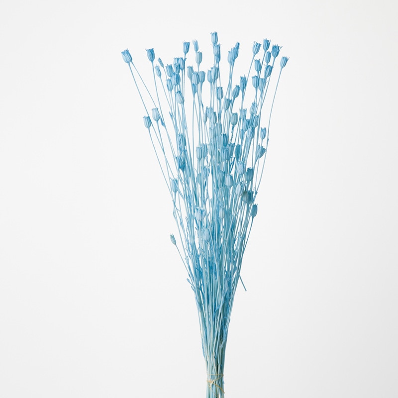 大地農園 カラードライフラワー フローレンティナ 50510-601　ブルー 1束（ご注文単位1束）【直送品】